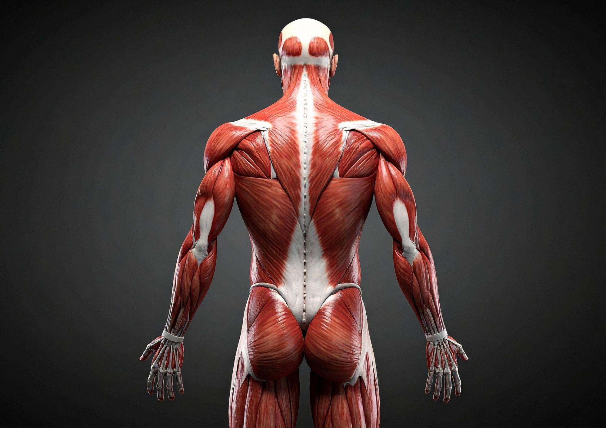 ピラティスでインナーマッスルを徹底強化！姿勢改善・体幹安定に効かせるポイントも解説